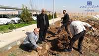 درختكاري در بيمارستان معتمدي گرمسار